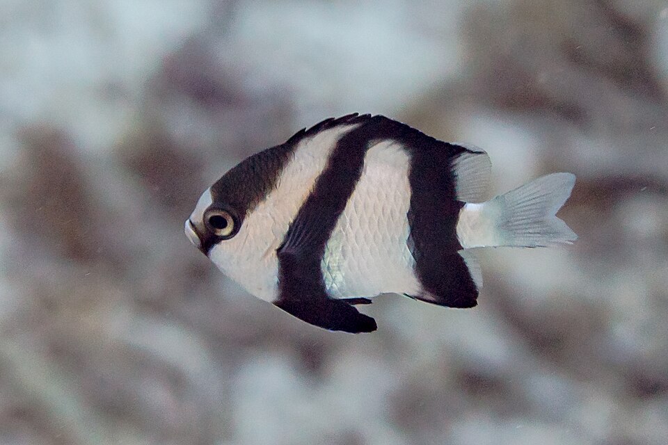 Indian Humbug
