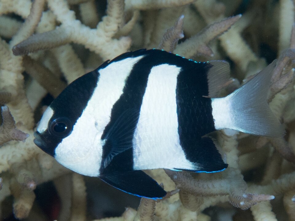 Whitetail Damselfish, Whitetail dascyllus