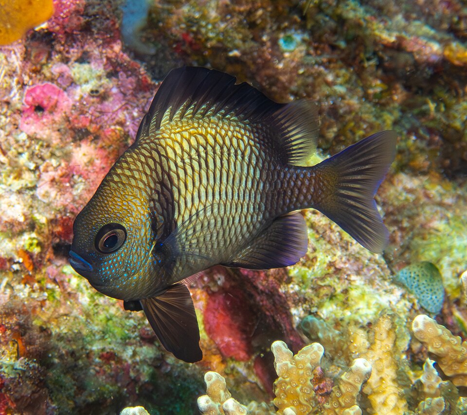 Reticulate dascyllus