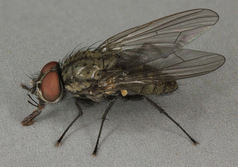 Seedcorn Maggot