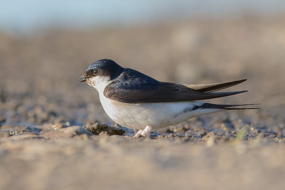 Common House-Martin