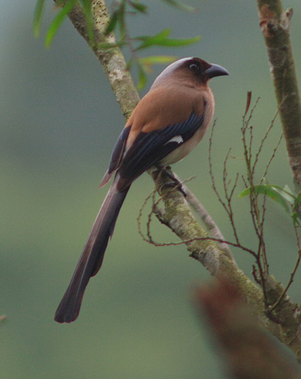 Gray Treepie