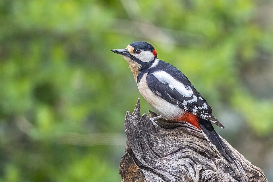 Great Spotted Woodpecker