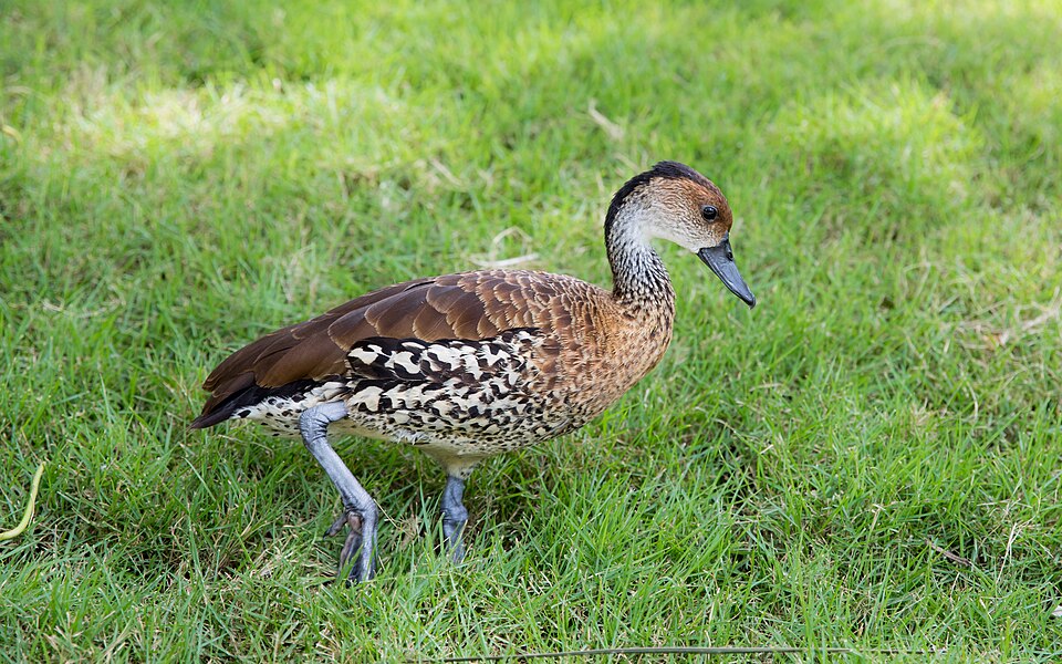 West Indian Whistling-Duck