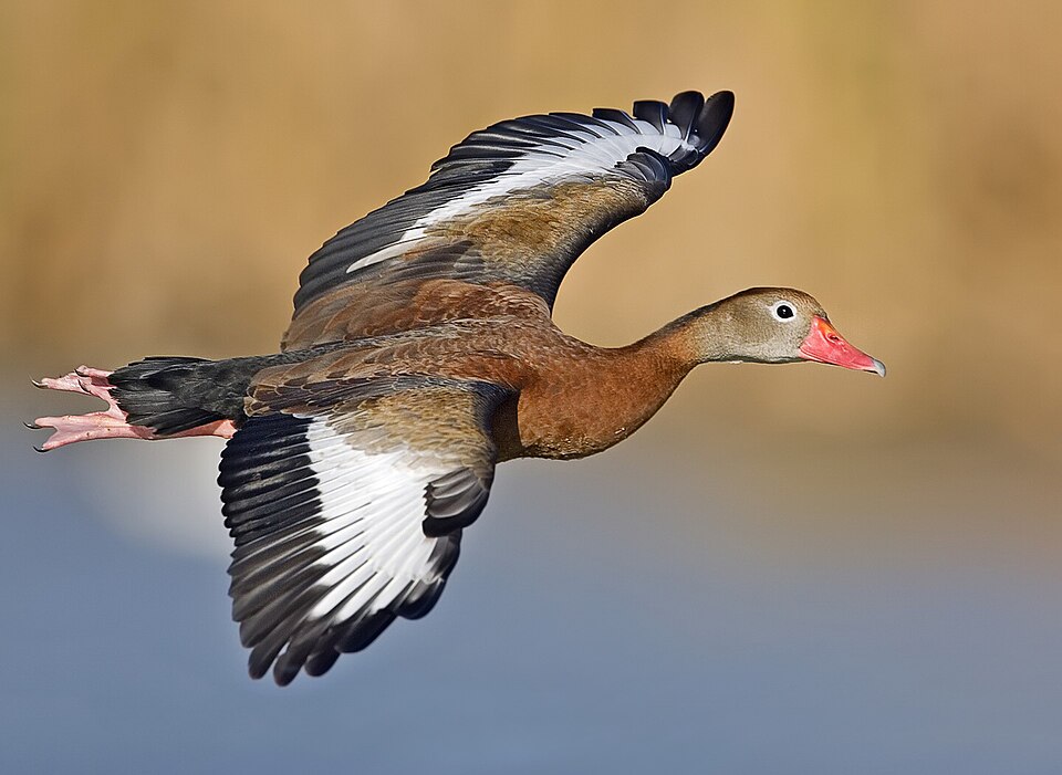 Black-bellied Whistling-Duck