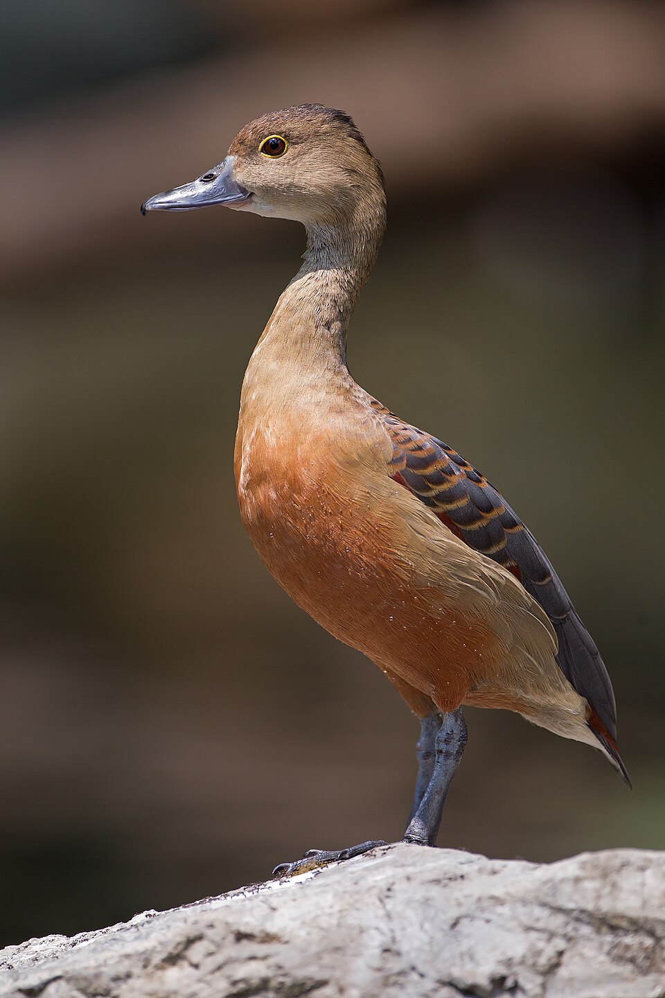 Lesser Whistling-Duck