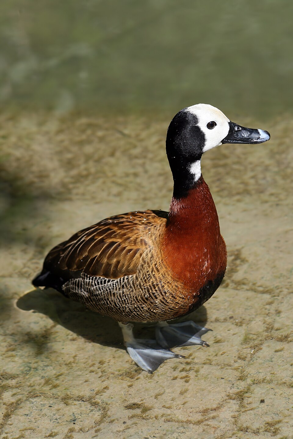 White-faced Whistling-Duck