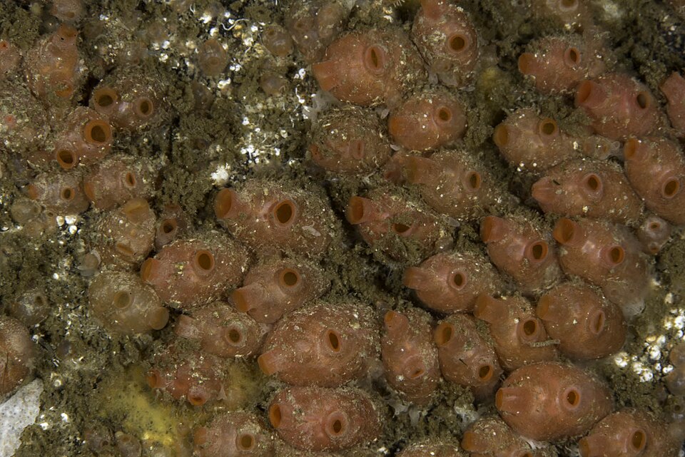 Baked Bean Ascidian