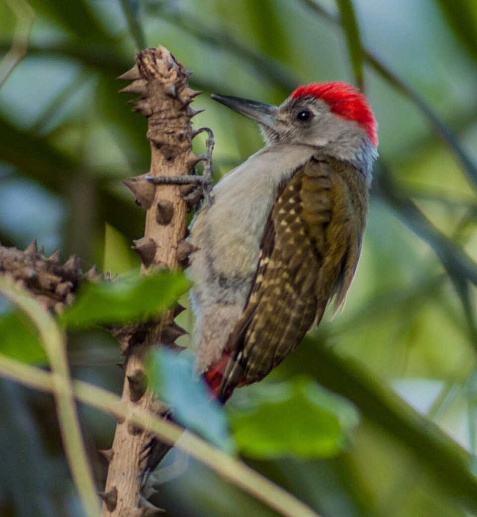 African Gray Woodpecker