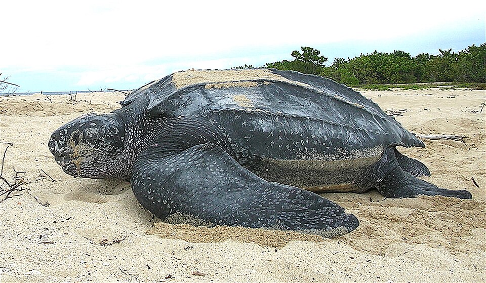 Leatherback