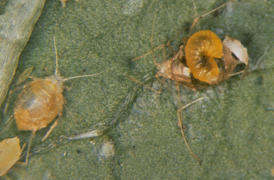 Parasitoid wasp