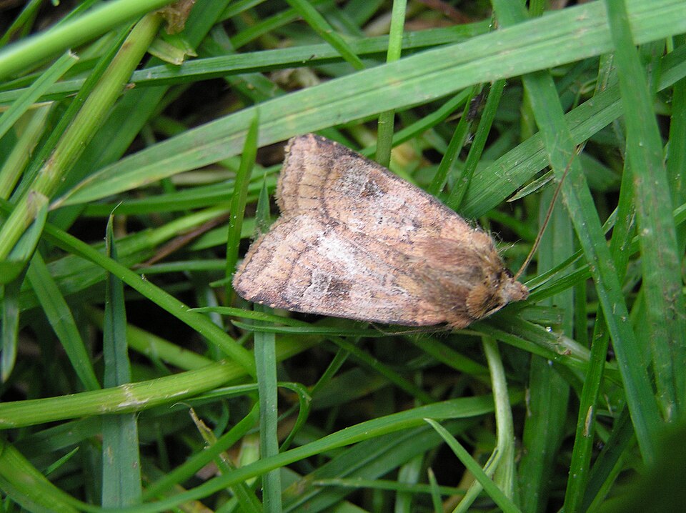 Small Square-spot