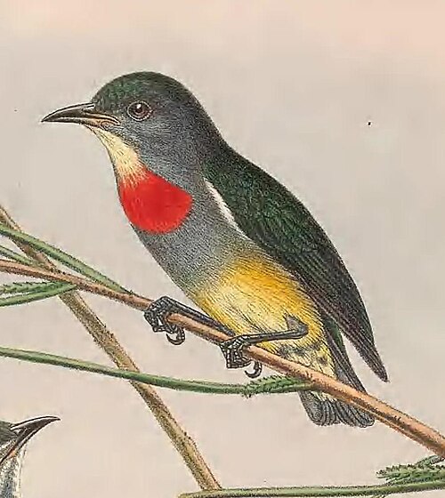 Midget Flowerpecker