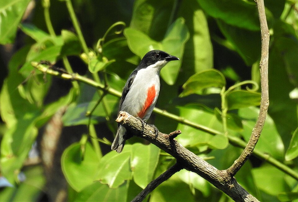 Red-keeled Flowerpecker