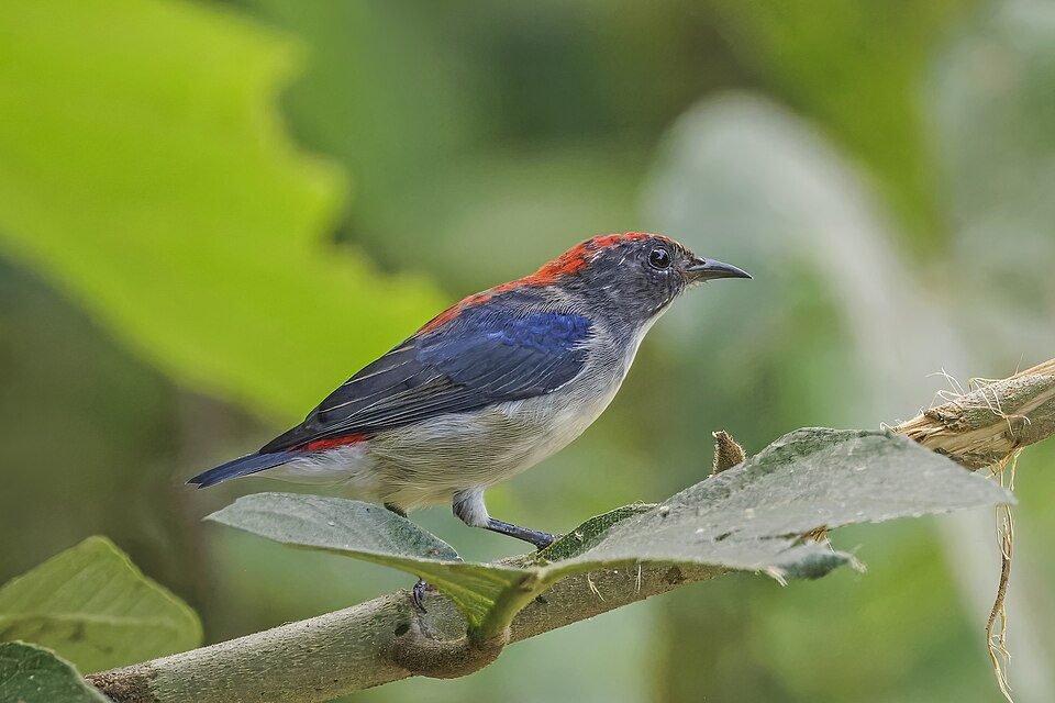 Scarlet-backed Flowerpecker