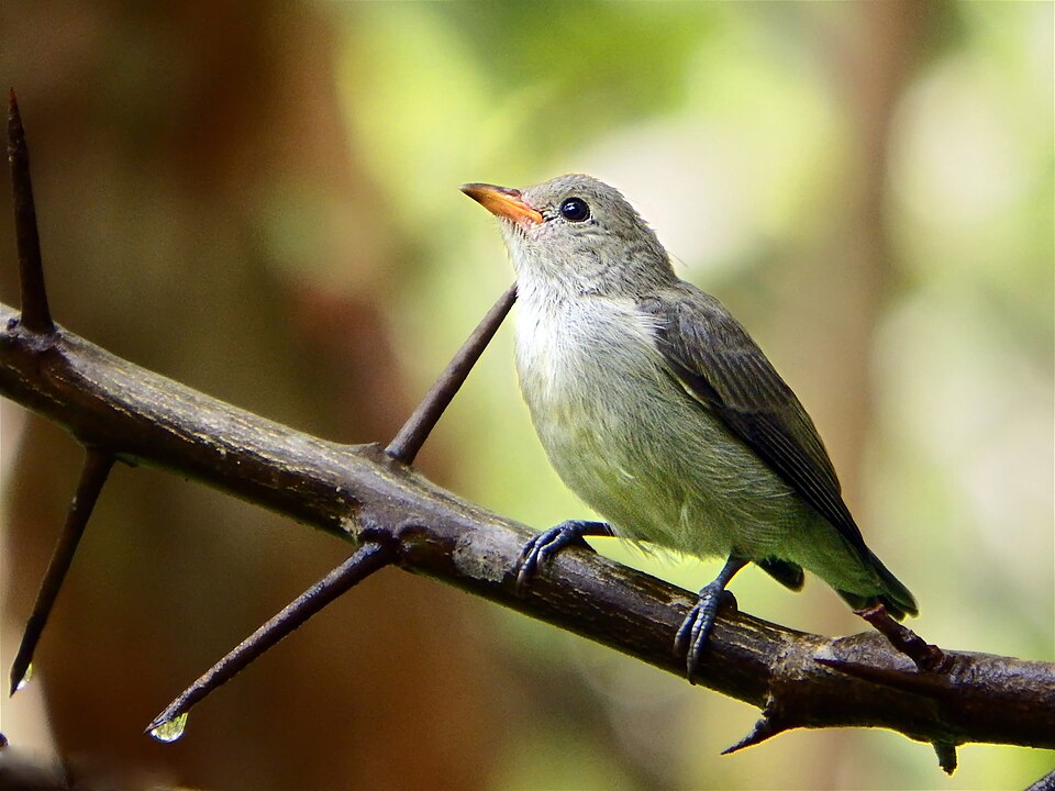 Pale-billed Flowerpecker