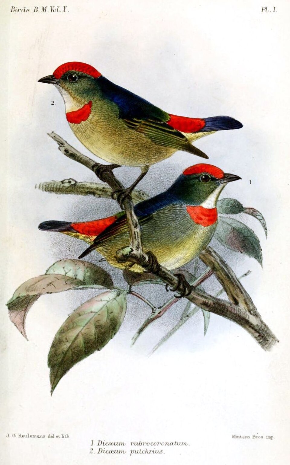 Red-capped Flowerpecker