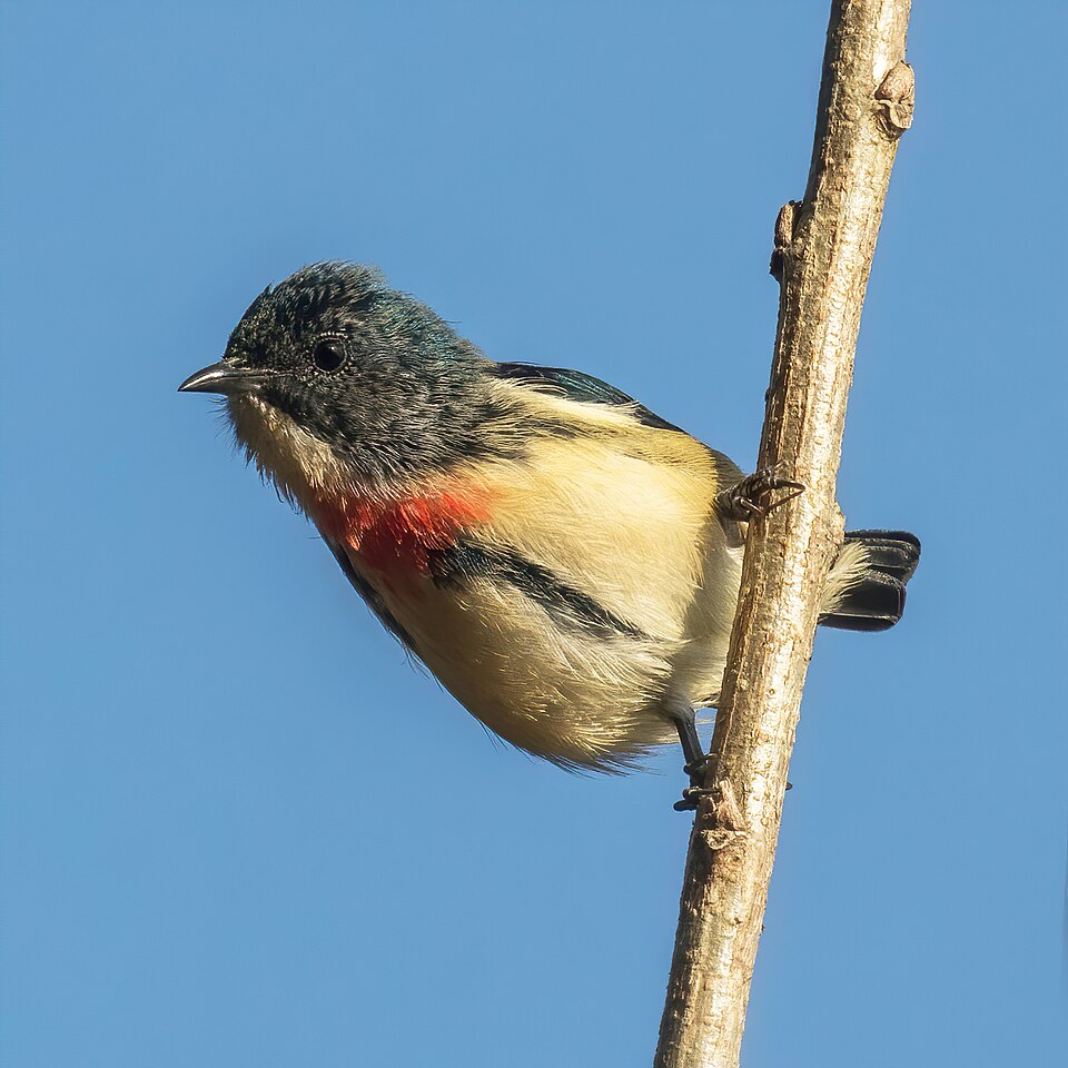 Fire-breasted Flowerpecker