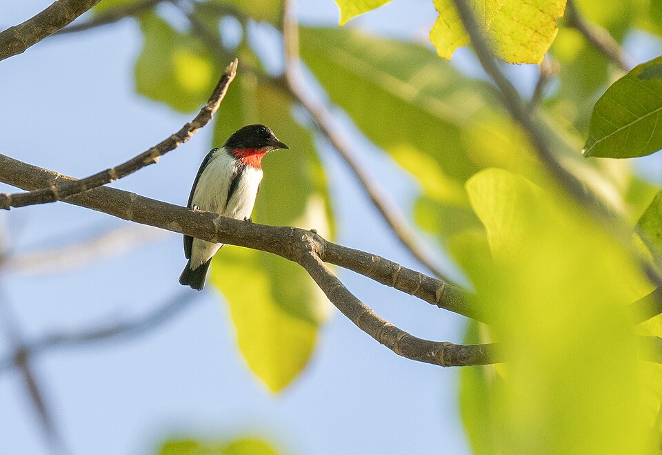 Red-chested Flowerpecker