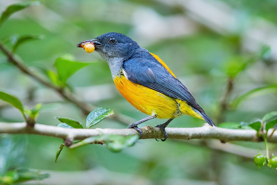 Orange-bellied Flowerpecker