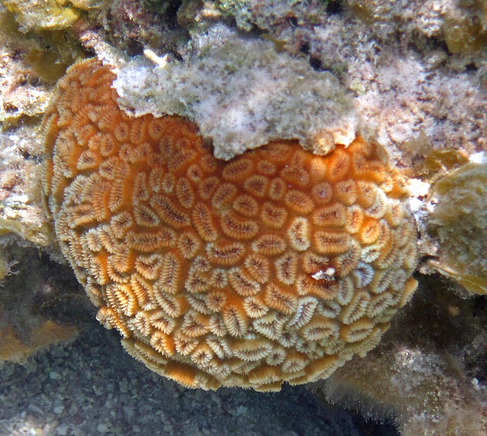 pineapple coral