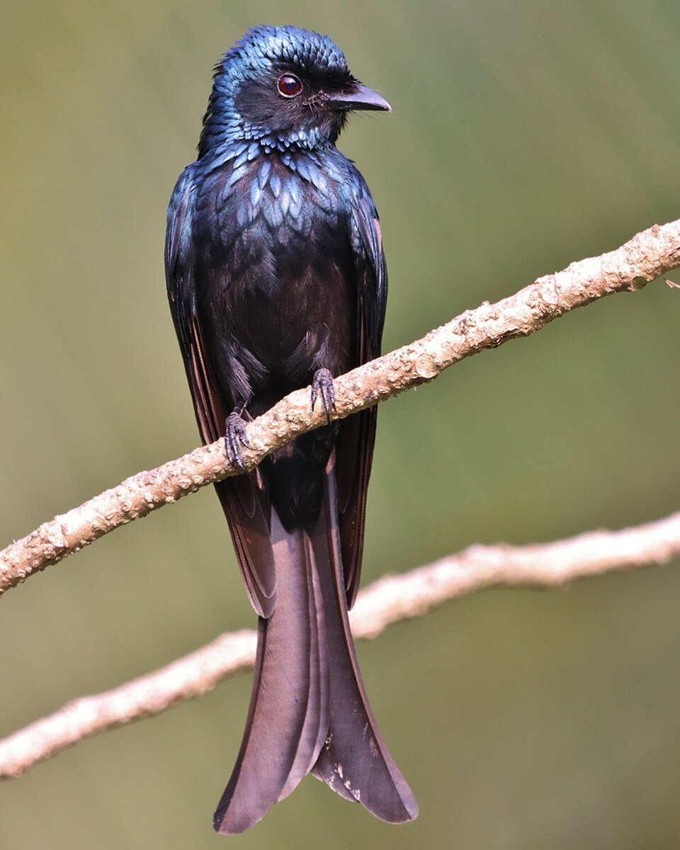 Bronzed Drongo