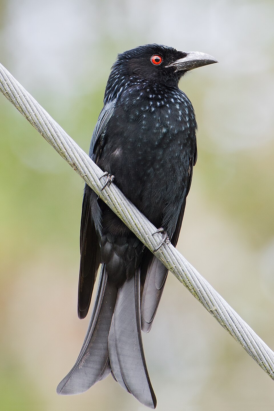 Spangled Drongo