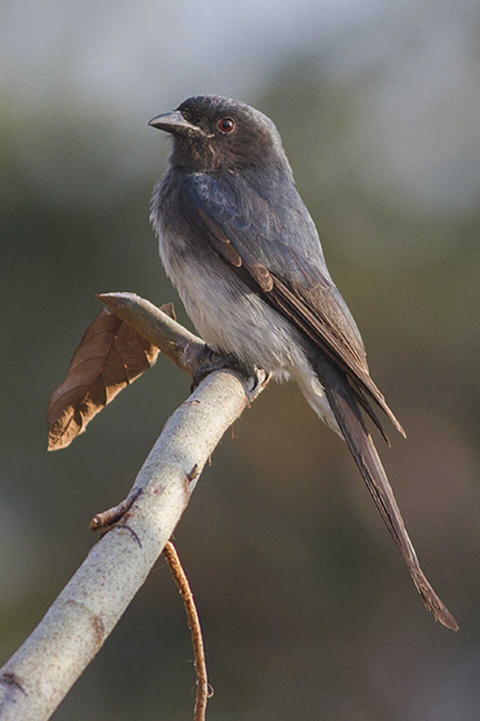 White-bellied Drongo
