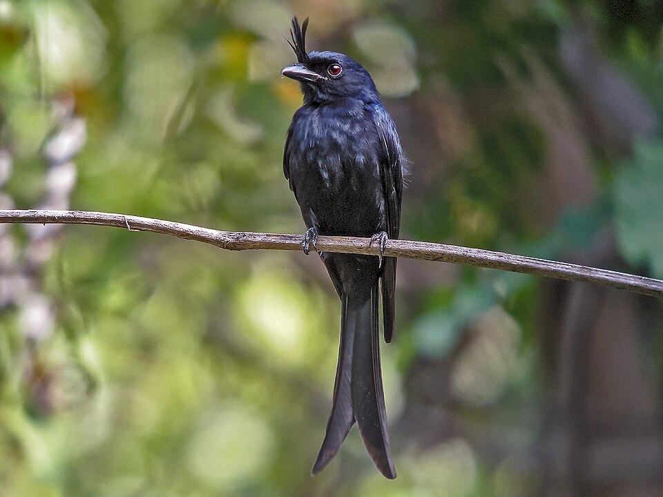 Crested Drongo