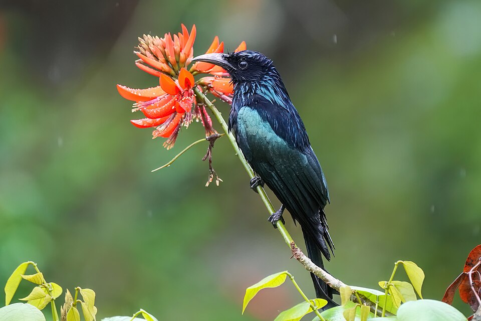 Hair-crested Drongo