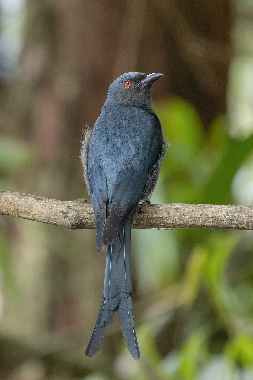 Ashy Drongo