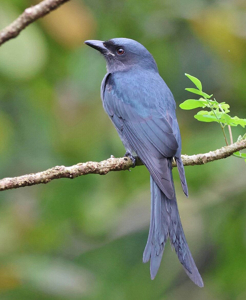 Black Drongo