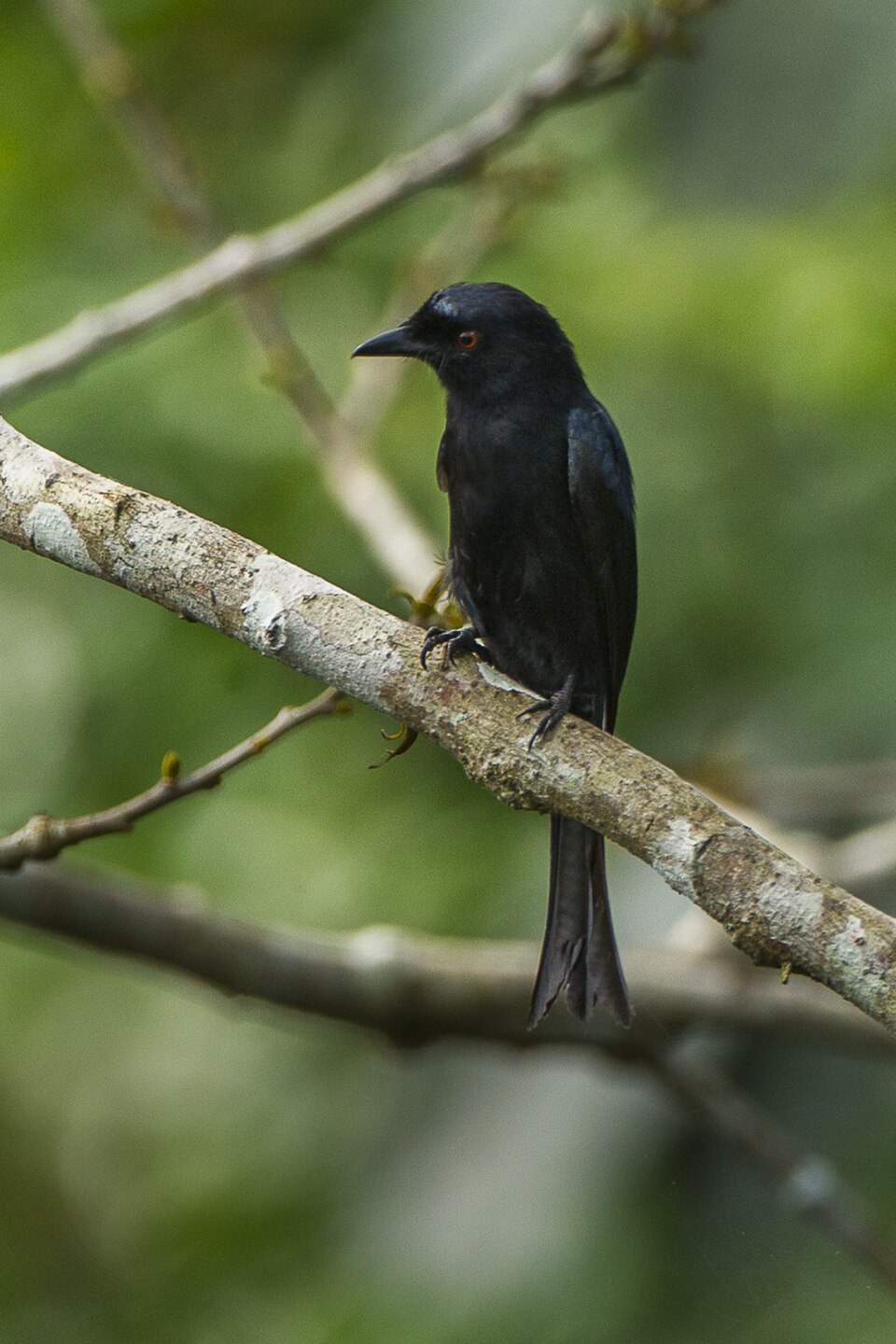 Velvet-mantled Drongo