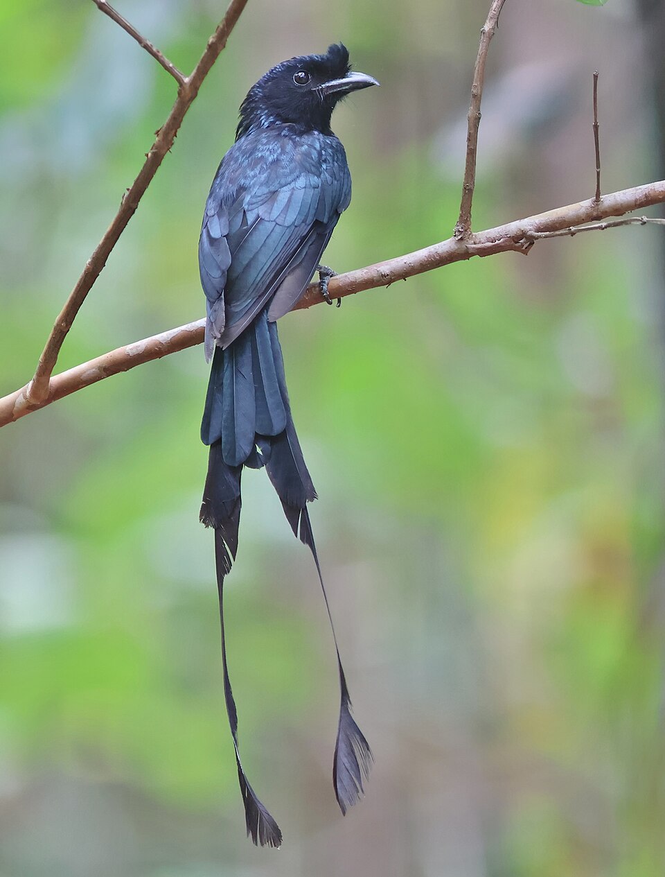 Greater Racket-tailed Drongo