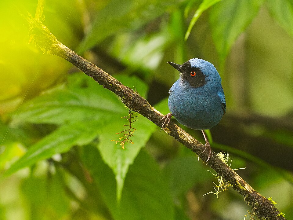 Masked Flowerpiercer