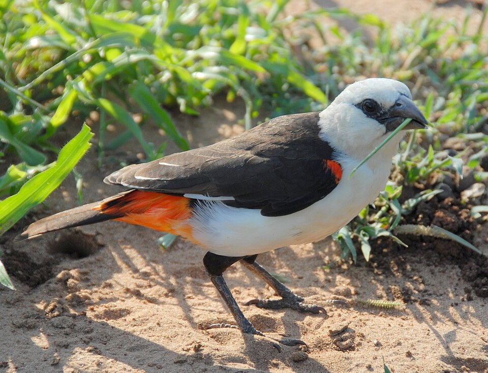 White-headed Buffalo-Weaver