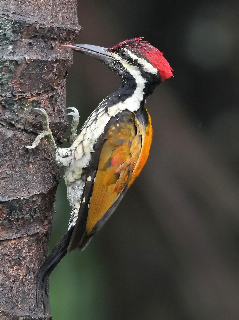 Black-rumped Flameback