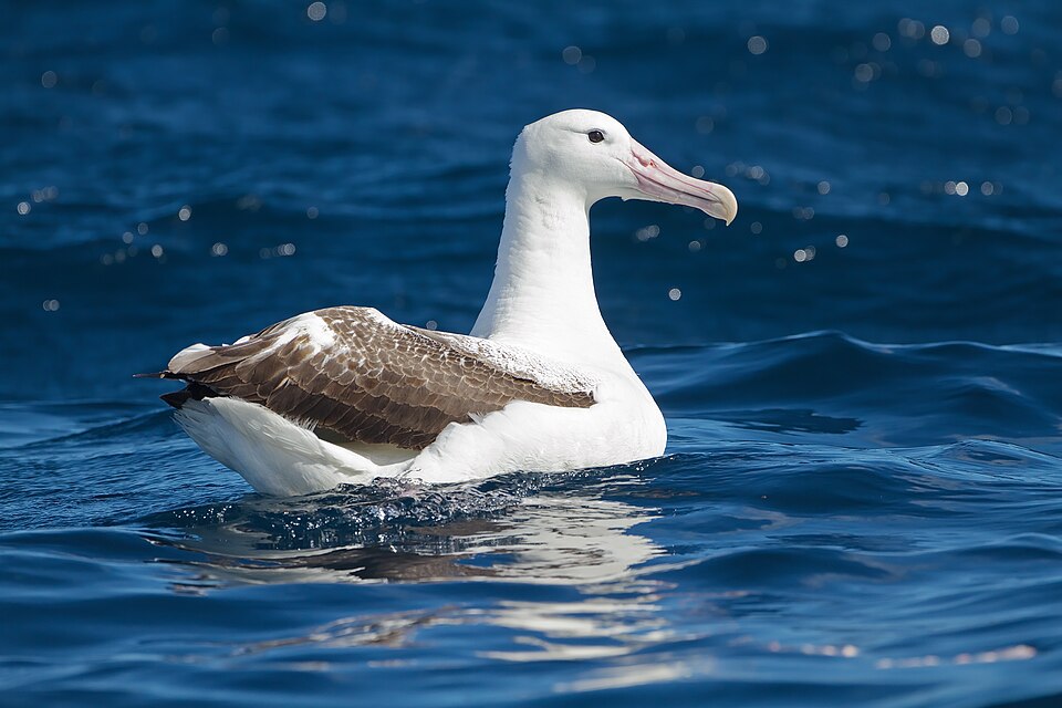 Royal Albatross