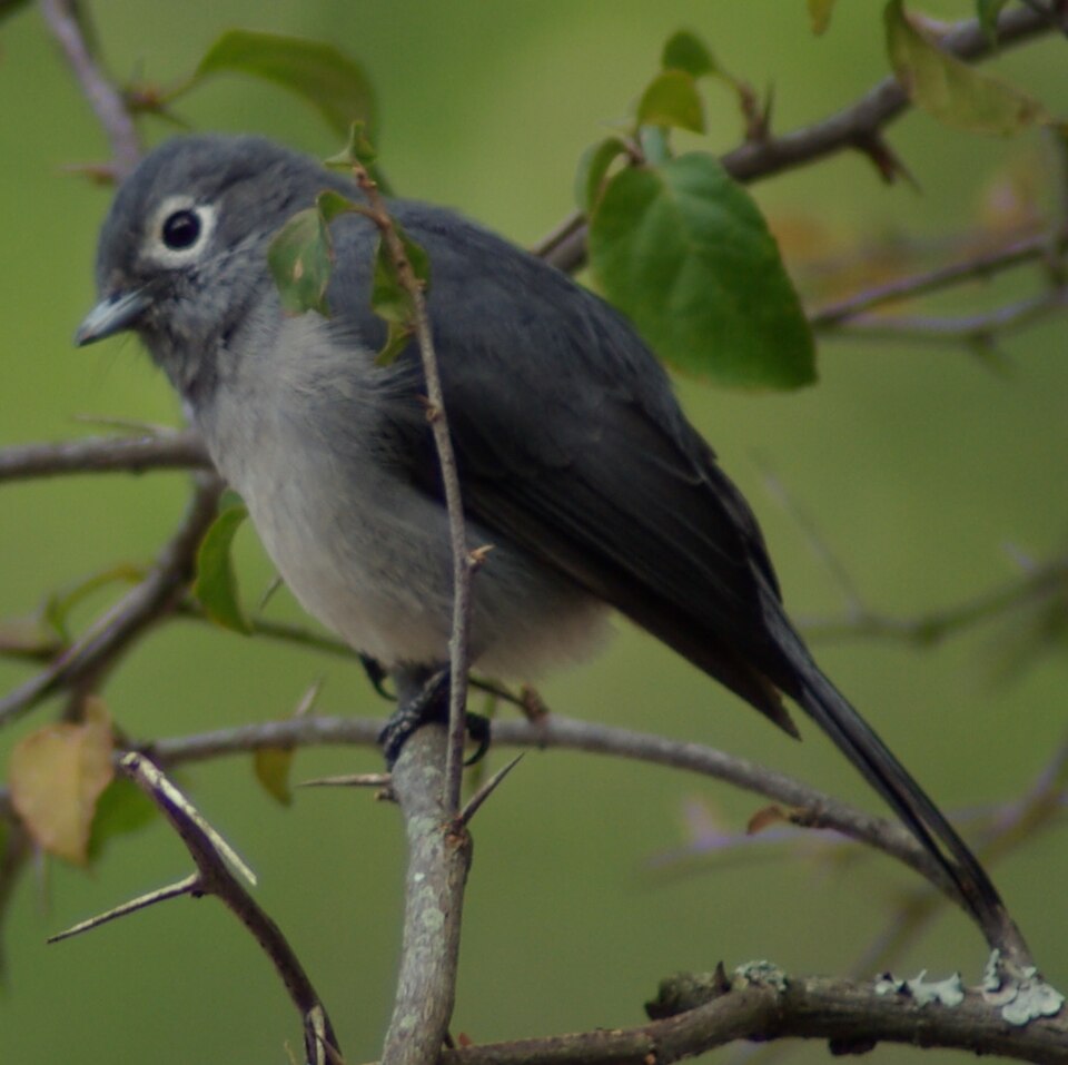 White-eyed Slaty Flycatcher