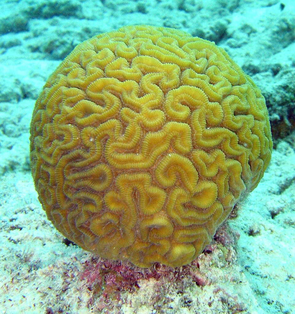 grooved brain coral