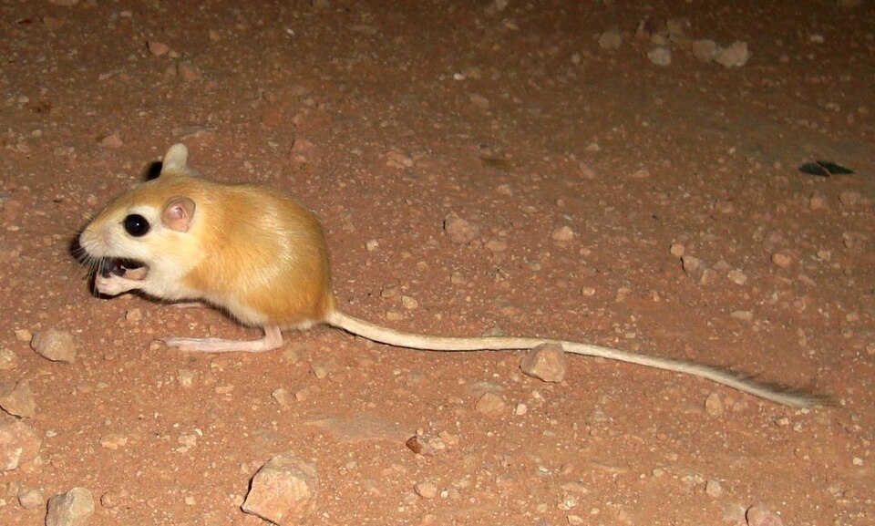 Large North African Gerbil