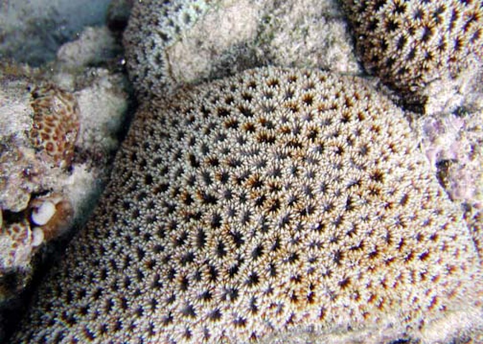 knob coral