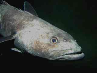 Antarctic toothfish, Antarctic cod, Antarctic blenny, Giant Antarctic cod