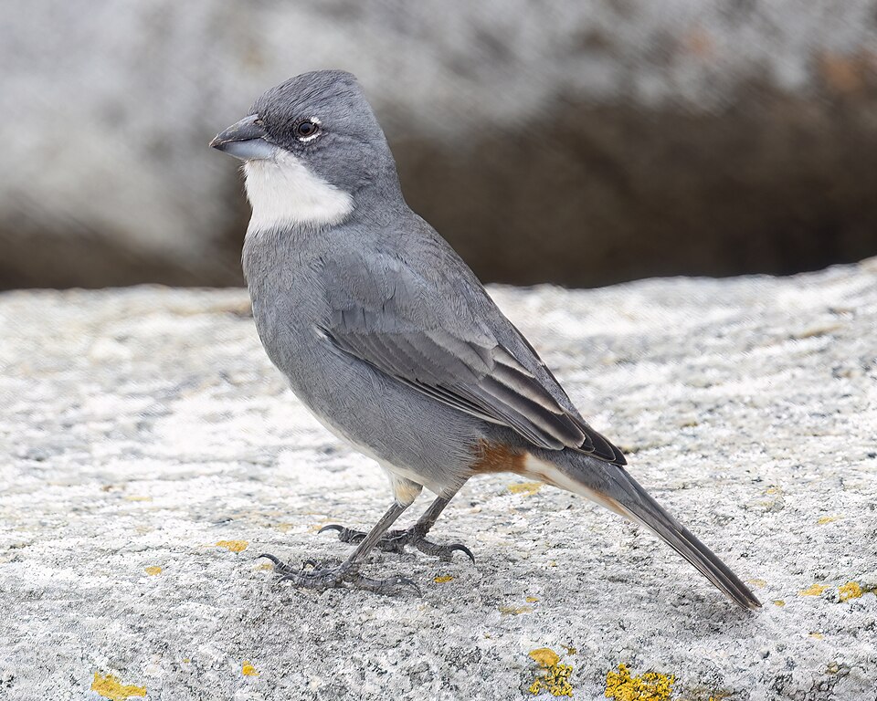 Common Diuca-Finch