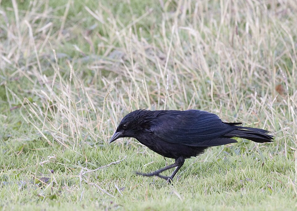 Cuban Blackbird