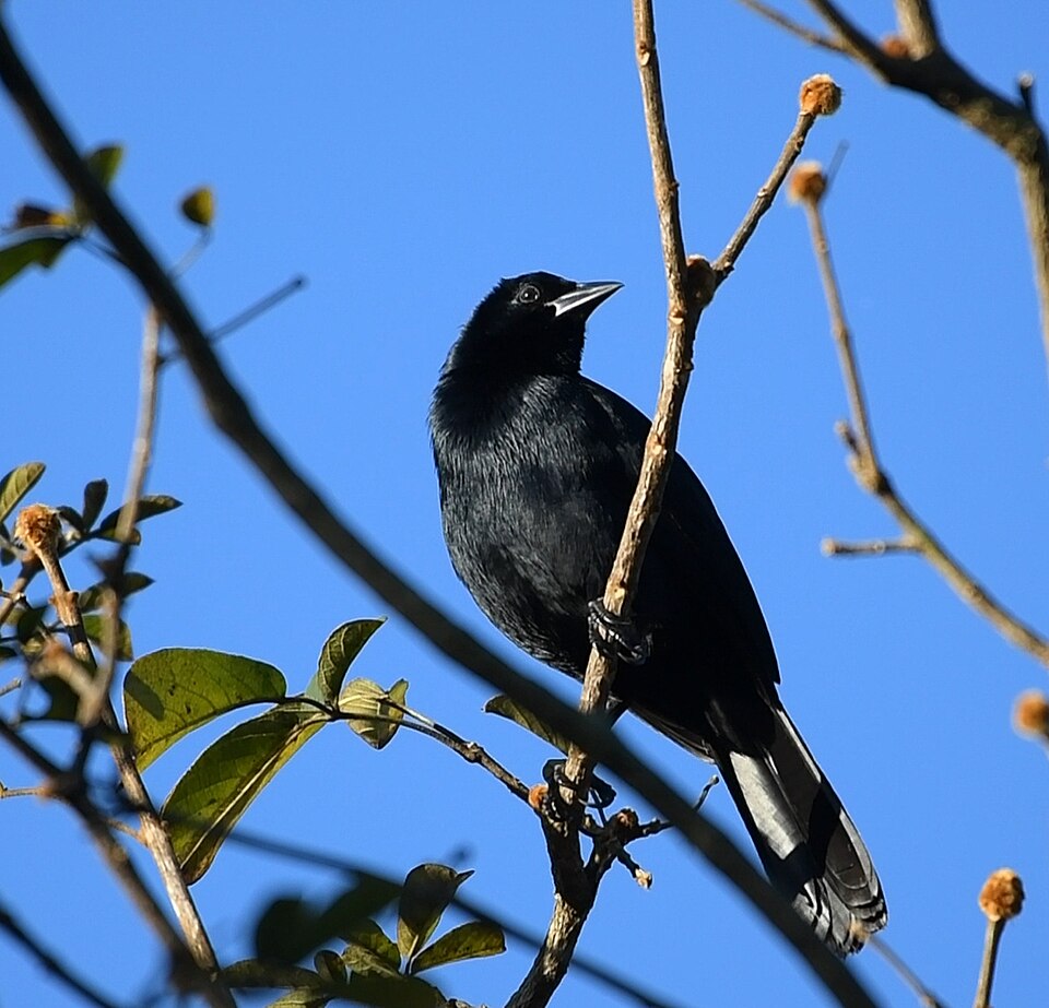 Melodious Blackbird