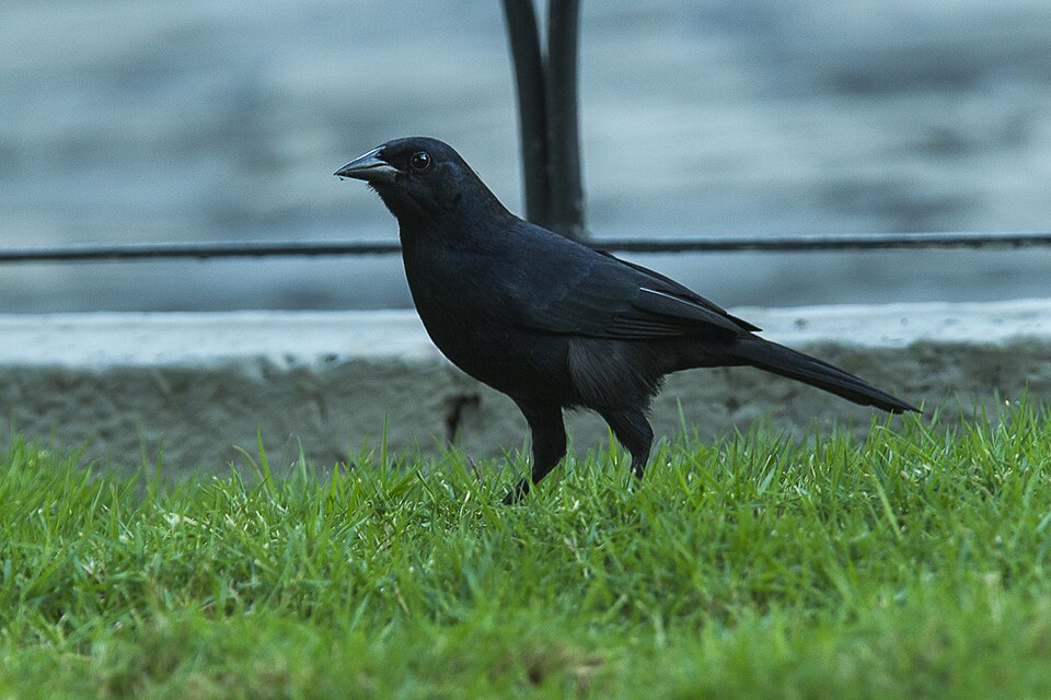 Scrub Blackbird