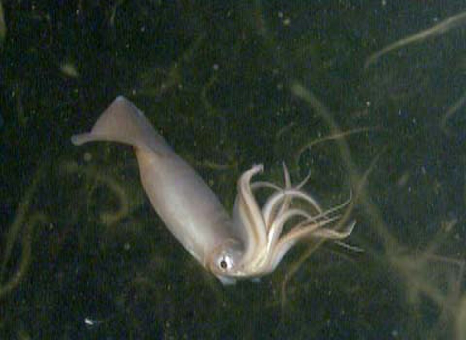 jumbo squid