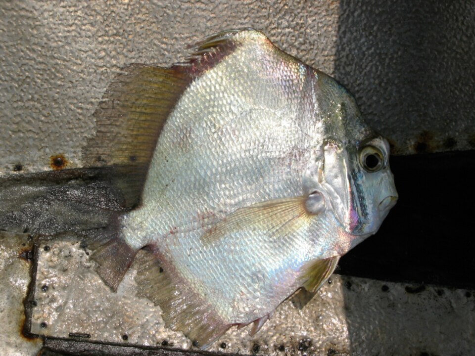 African Sicklefish