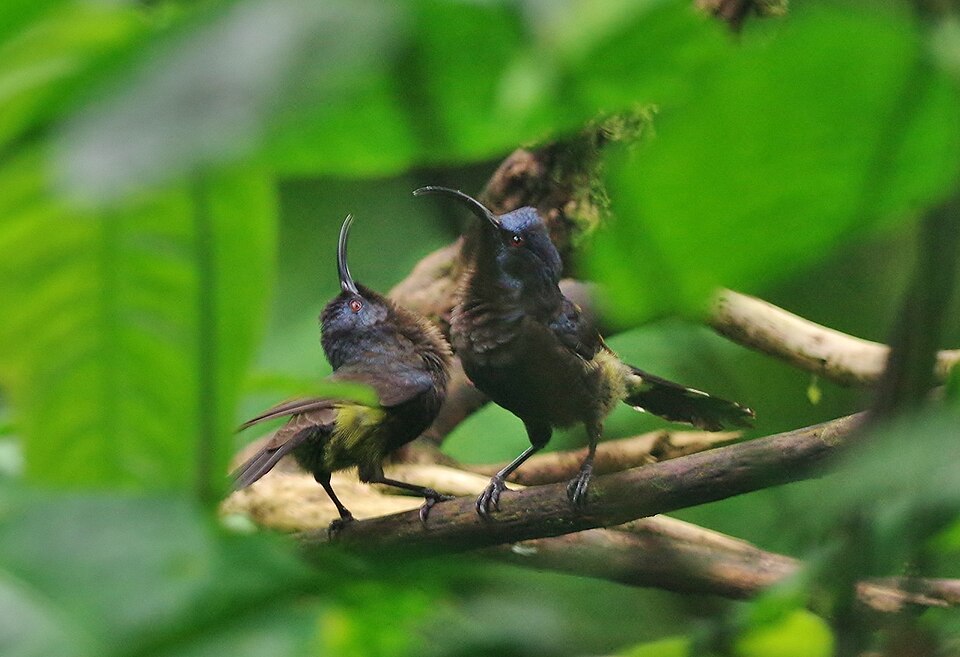 Sao Tome Sunbird